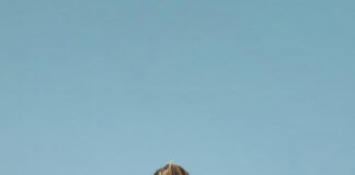 Trattamento farmacologico dell’osteoporosi ed impianti dentari osteoporosi